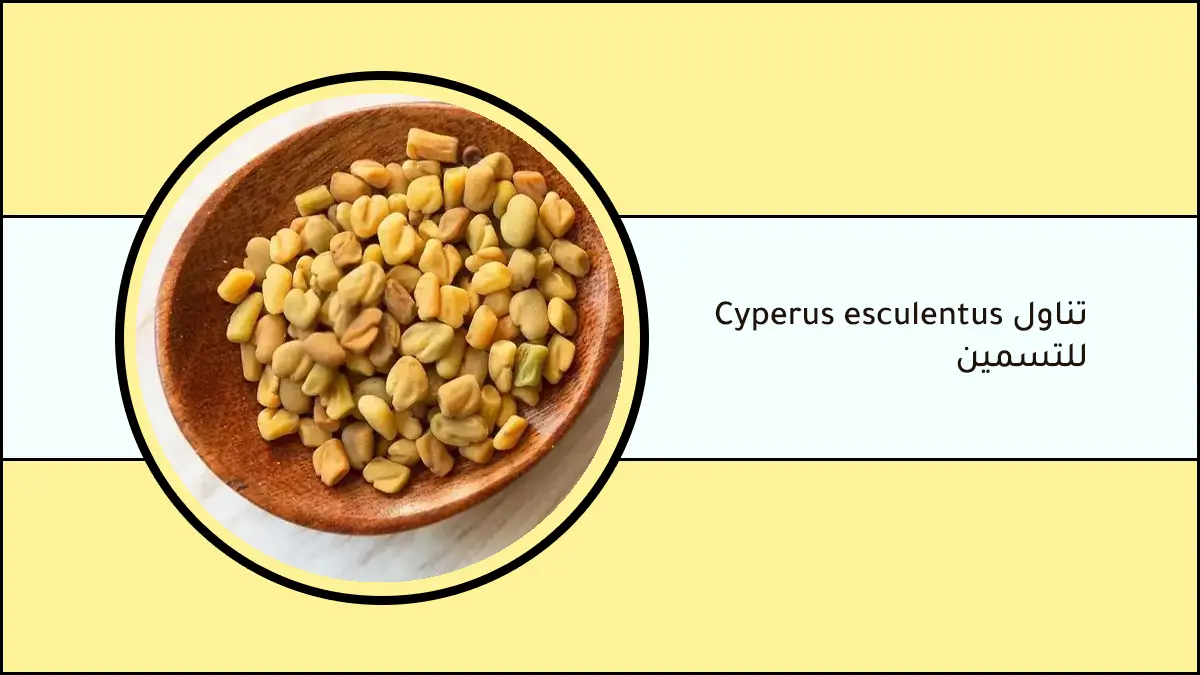 حب العزيز لزيادة الوزن - تناول Cyperus esculentus للتسمين